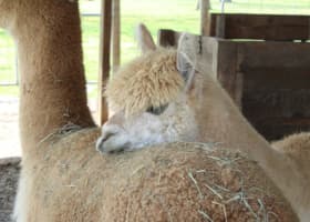 Desaru Alpaca Farm